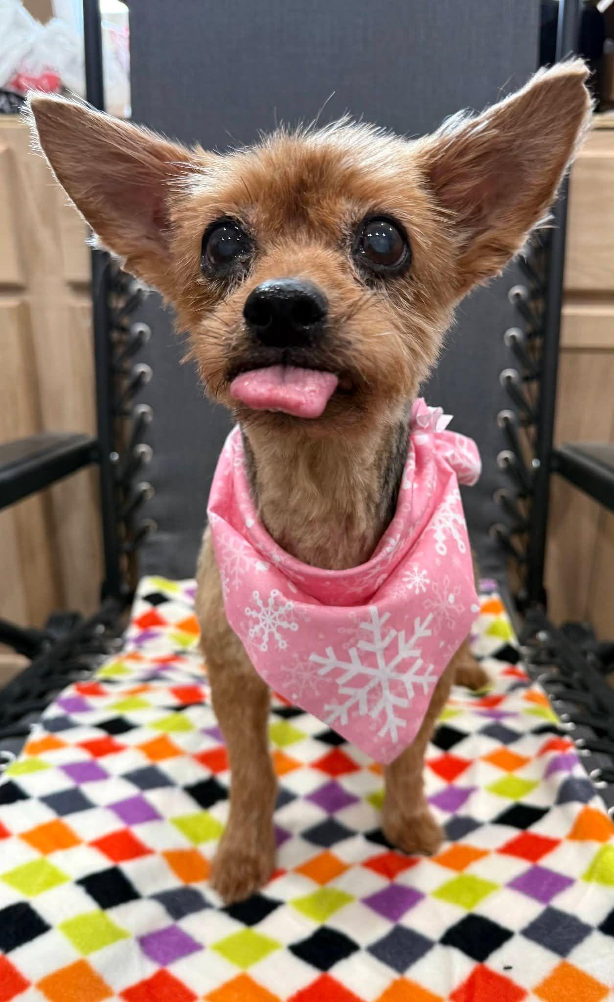 Enlarge Jersey, an adopted Yorkshire Terrier in Fertile, MN image 1/2
