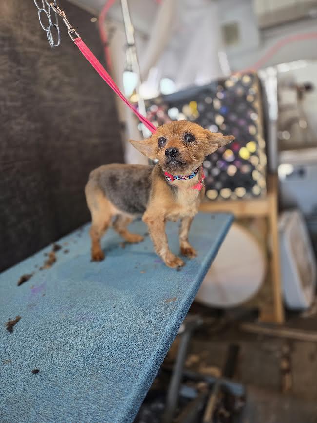 Enlarge Jersey, an adopted Yorkshire Terrier in Fertile, MN image 2/2