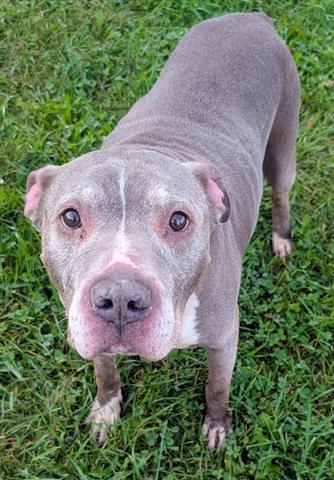 SHAWN, Adoptable, Adult Male Staffordshire Bull Terrier.