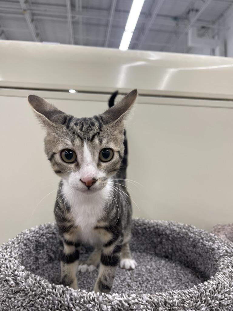 Ricky-Portofino PetSmart