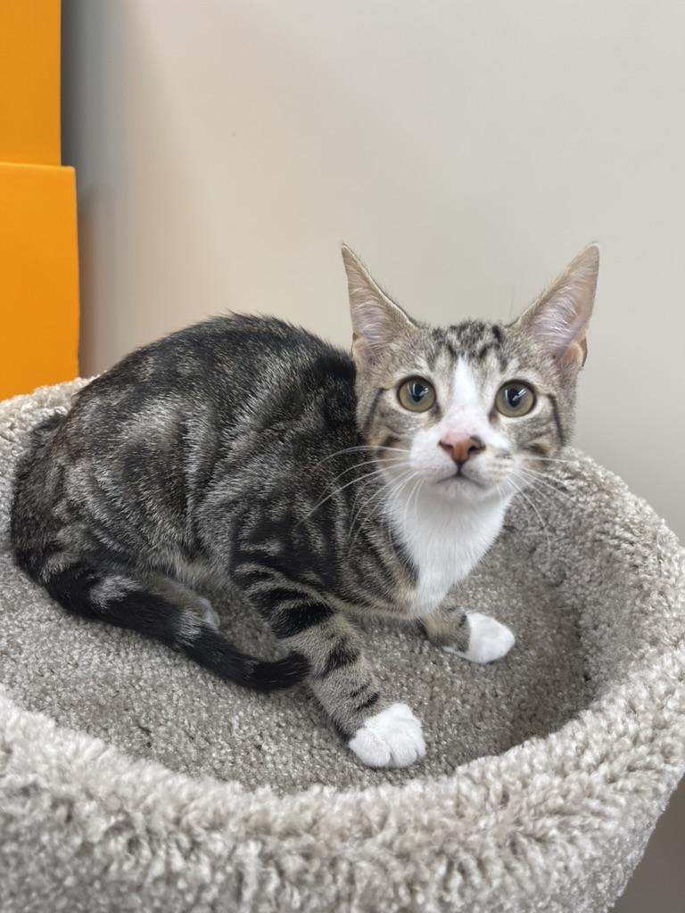 Lucy-Portofino PetSmart