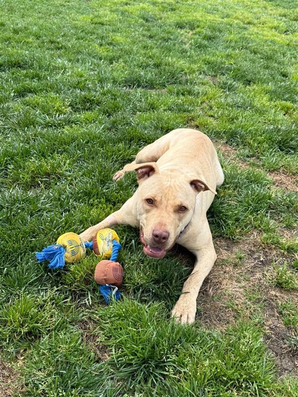 Milli Vanilli, Adoptable, Adult Female Pit Bull Terrier.