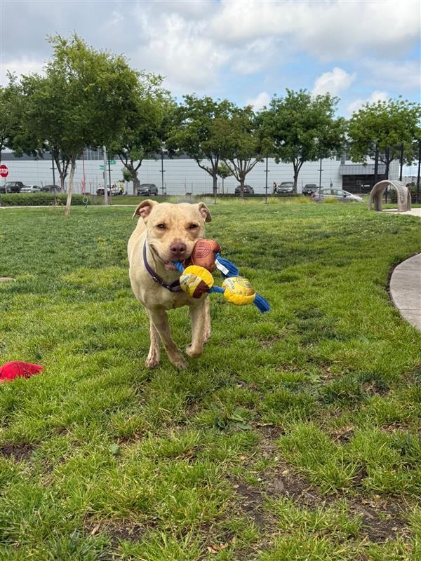 Milli Vanilli, a Adoptable Pit Bull Terrier in Elk Grove, CA image 2/3