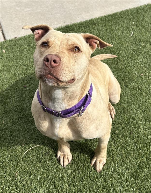 Milli Vanilli, a Adoptable Pit Bull Terrier in Elk Grove, CA image 3/3