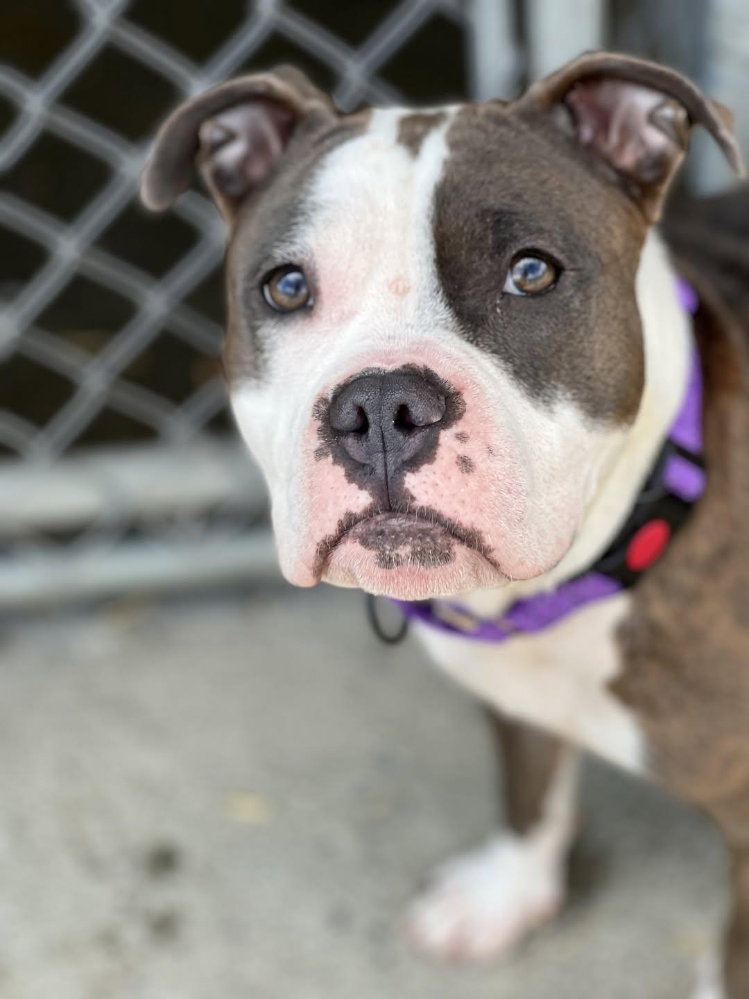 Enlarge Tofu, a ADOPTABLE Mixed Breed in Elmira, NY image 1/1