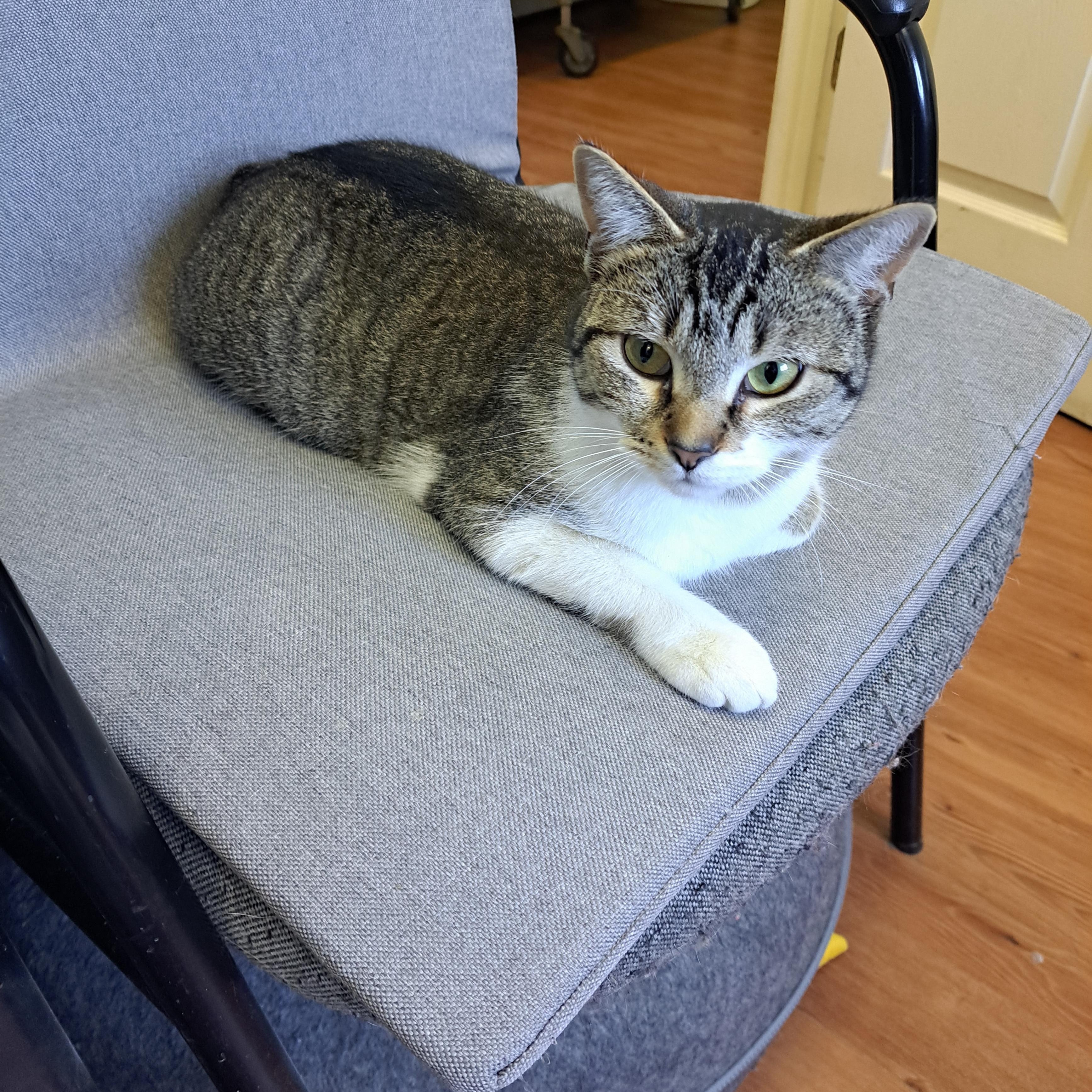 Penny, a ADOPTABLE American Shorthair in Lawrenceburg, KY image 3/5