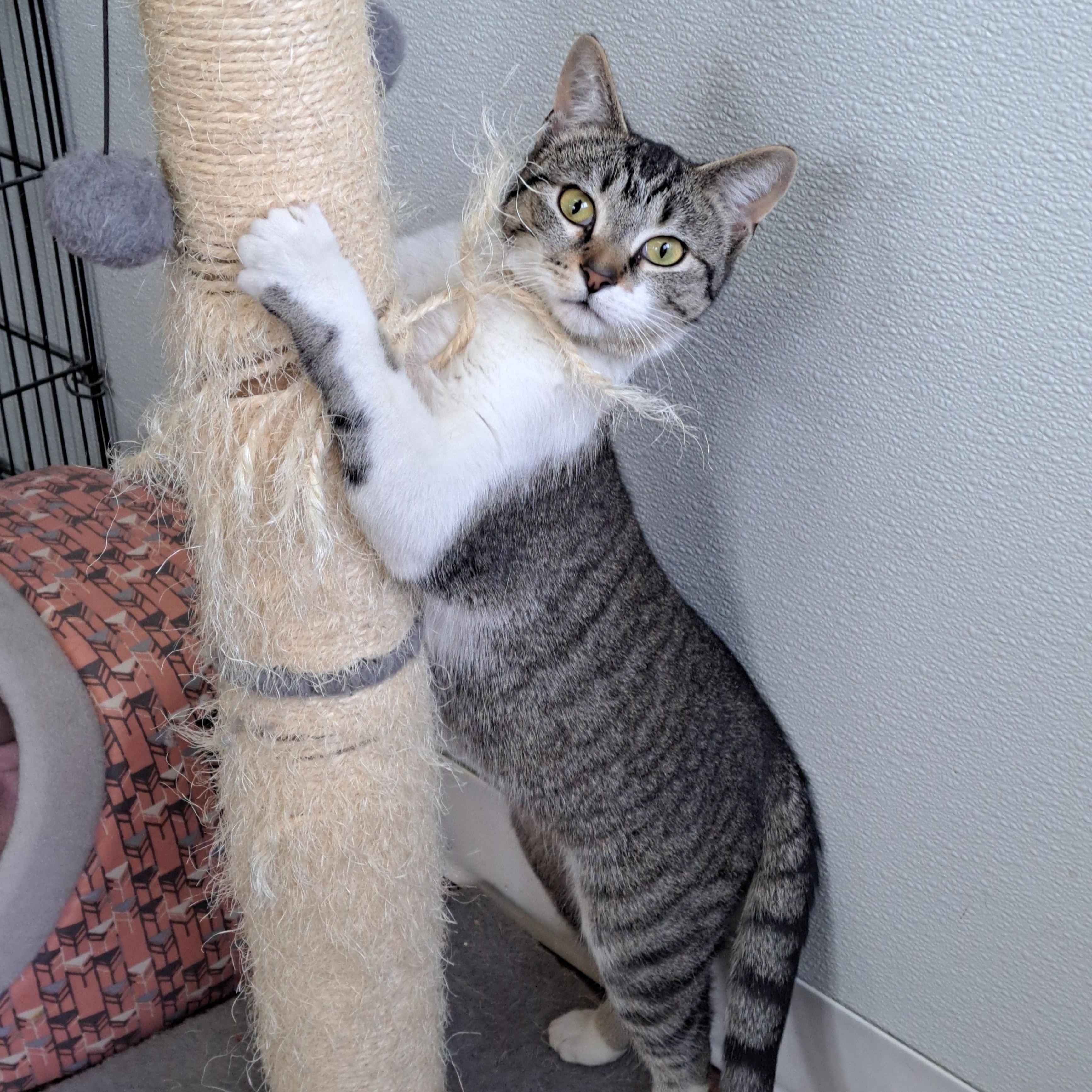 Penny, ADOPTABLE, Young Female American Shorthair.