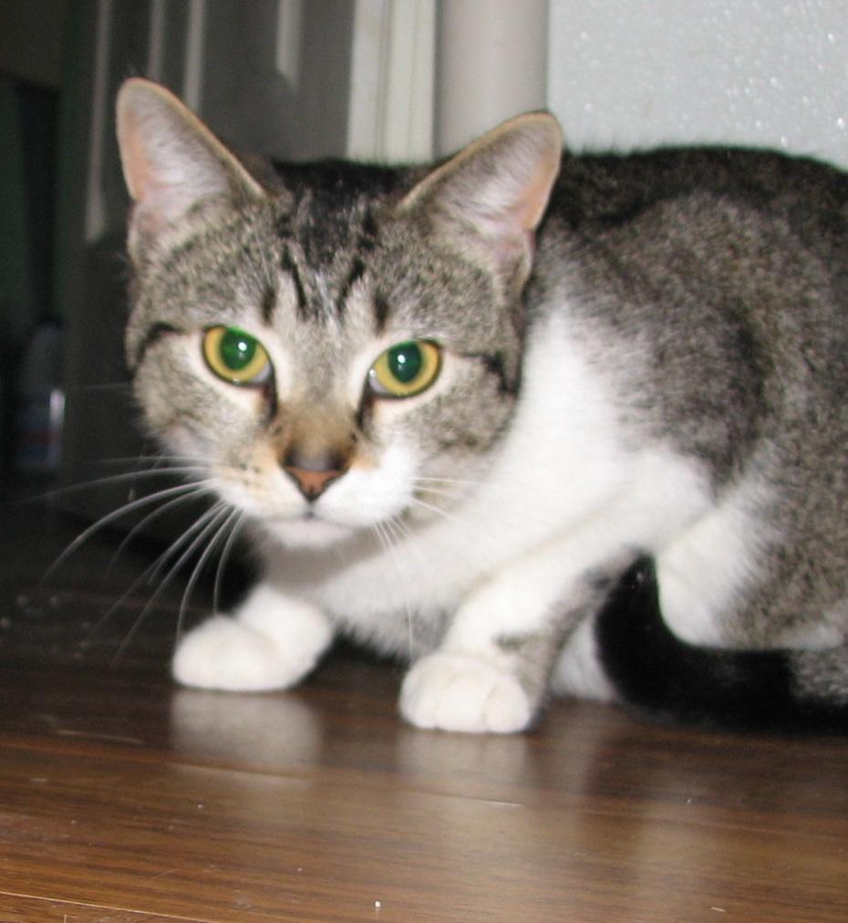 Enlarge Penny, a ADOPTABLE American Shorthair in Lawrenceburg, KY image 4/6