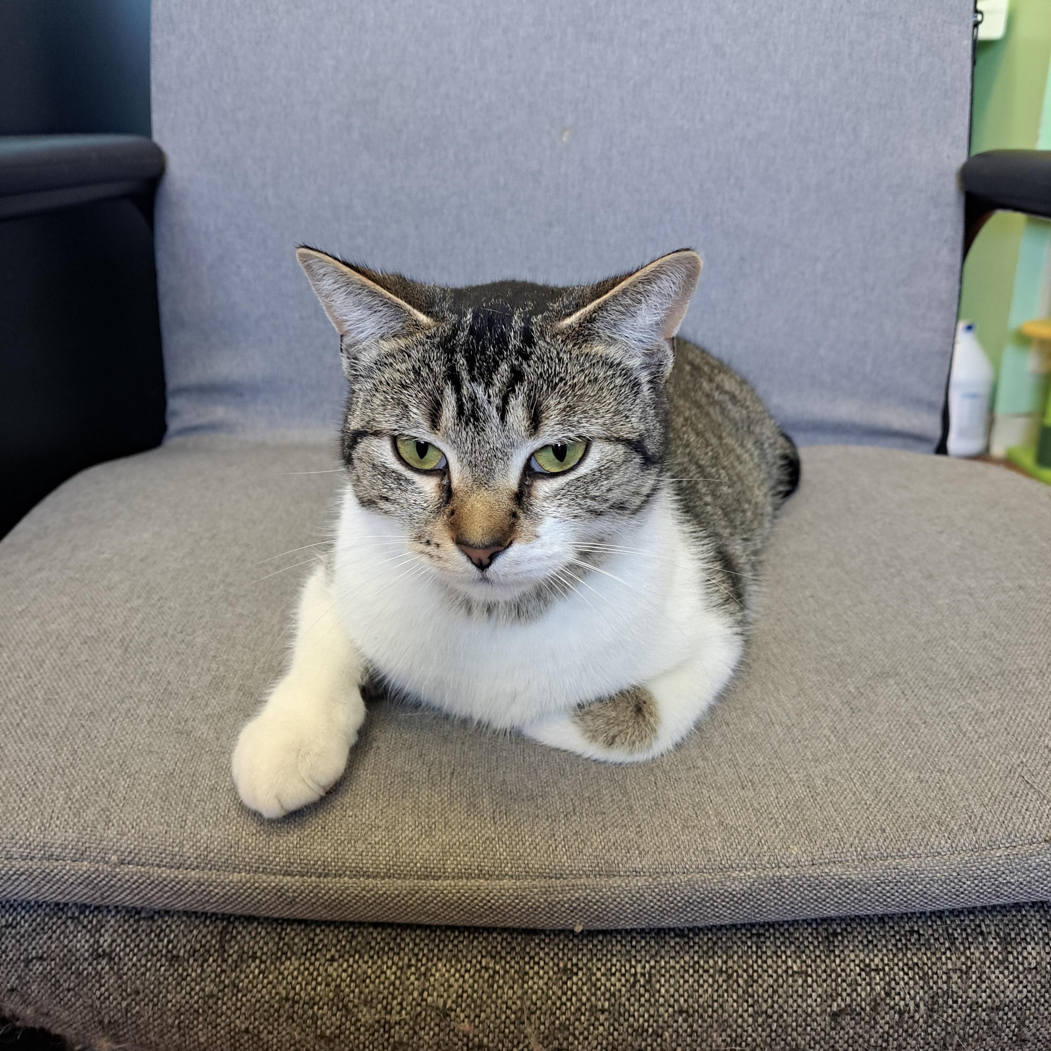 Penny, a ADOPTABLE American Shorthair in Lawrenceburg, KY image 4/5