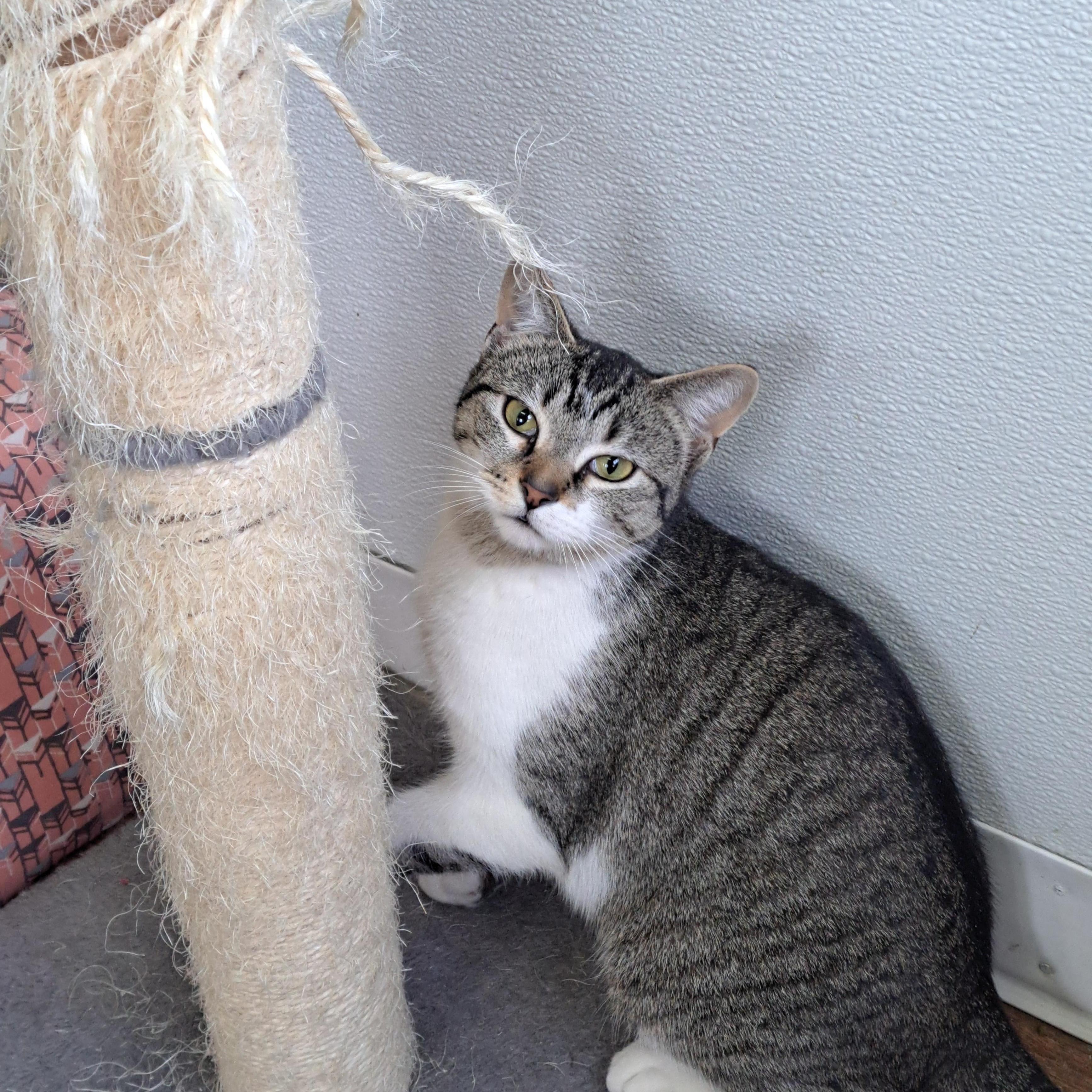 Penny, a ADOPTABLE American Shorthair in Lawrenceburg, KY image 5/5