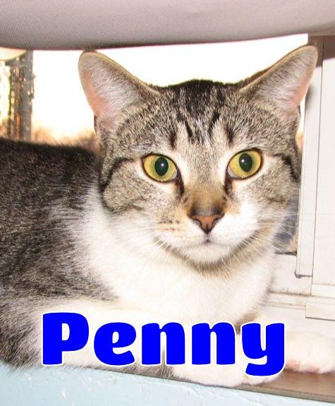 Enlarge Penny, a ADOPTABLE American Shorthair in Lawrenceburg, KY image 2/6