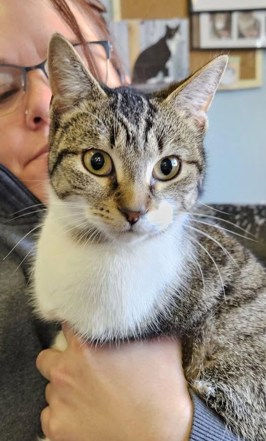 Enlarge Penny, a ADOPTABLE American Shorthair in Lawrenceburg, KY image 1/1