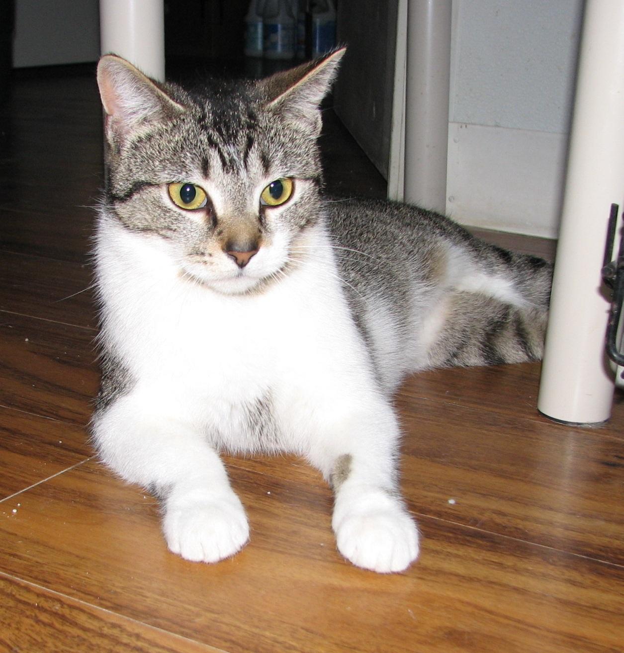 Enlarge Penny, a ADOPTABLE American Shorthair in Lawrenceburg, KY image 5/6