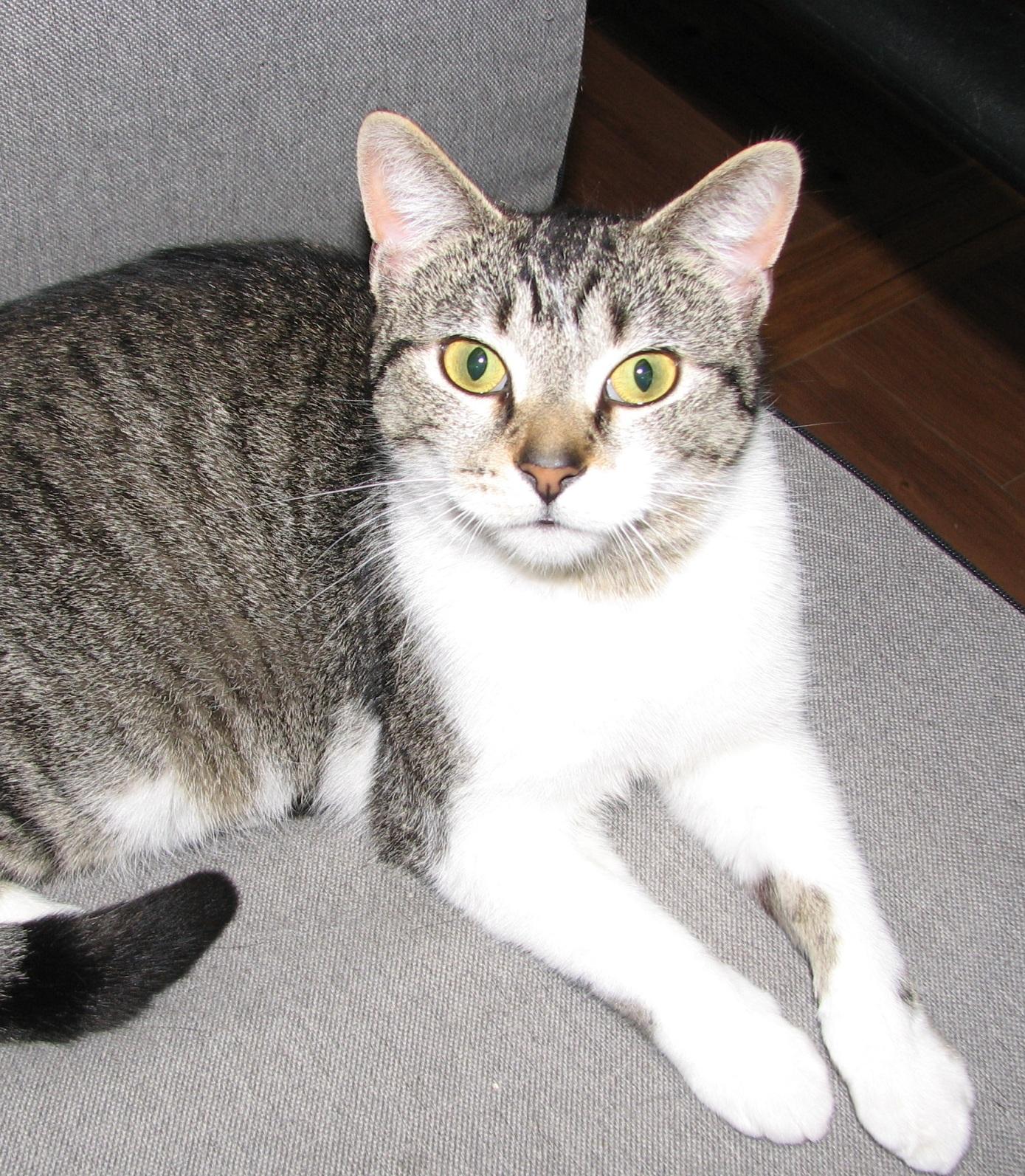 Enlarge Penny, a ADOPTABLE American Shorthair in Lawrenceburg, KY image 6/6