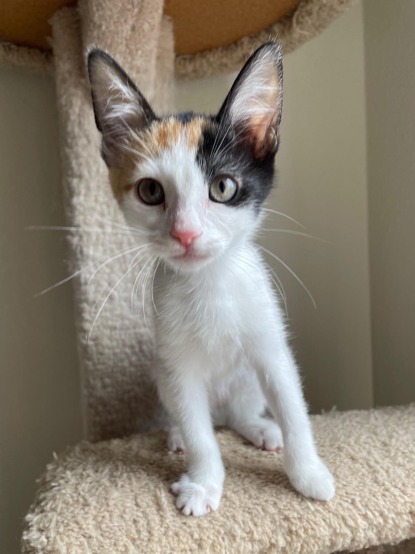 Flora, ADOPTABLE, Kitten Female Calico.