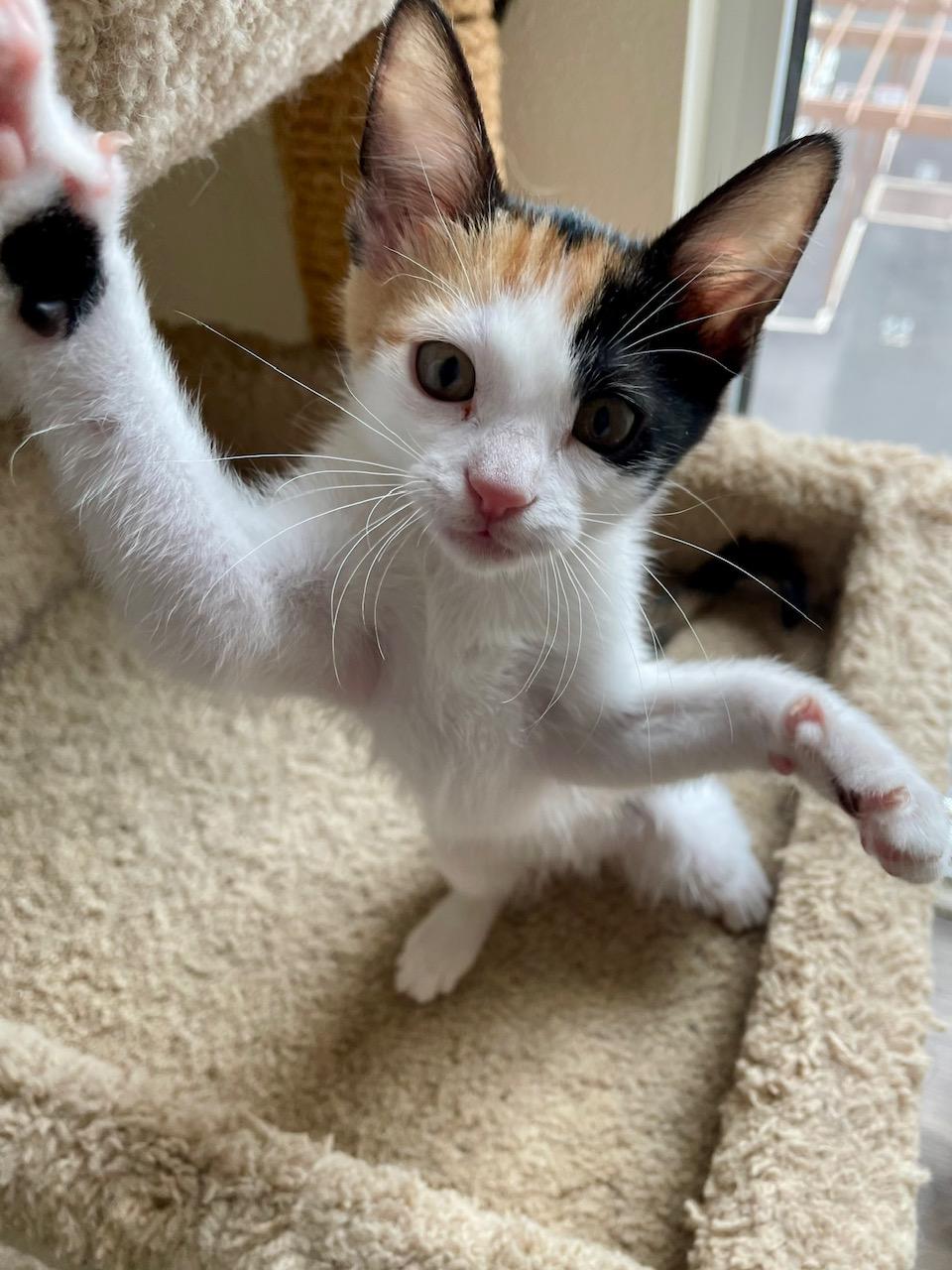 Flora, a ADOPTABLE Calico in Honolulu, HI image 3/6