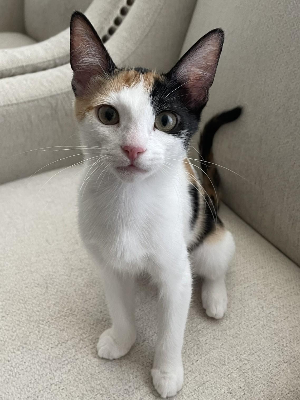 Flora, ADOPTABLE, Kitten Female Calico.