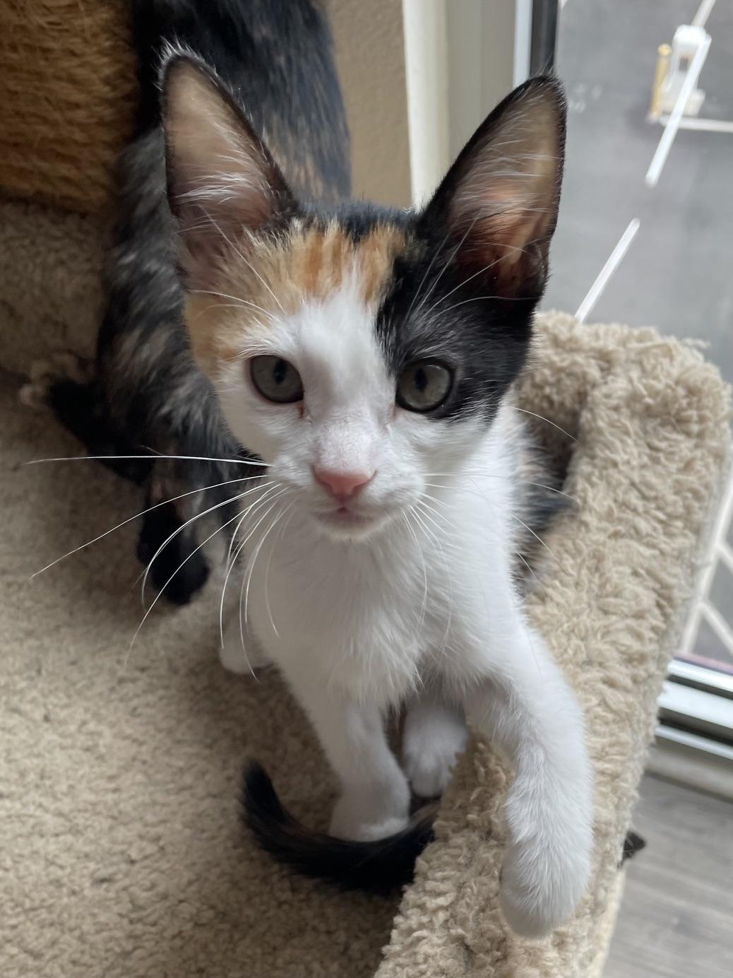 Flora, a ADOPTABLE Calico in Honolulu, HI image 5/6
