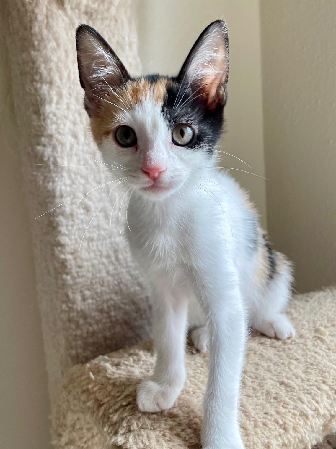Flora, ADOPTABLE, Kitten Female Calico.