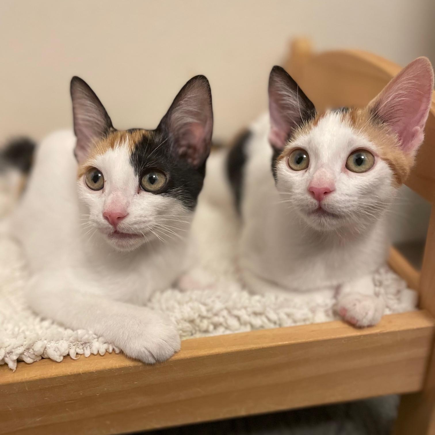 Flora, a ADOPTABLE Calico in Honolulu, HI image 3/6