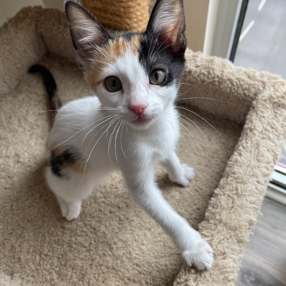 Flora, ADOPTABLE, Kitten Female Calico.
