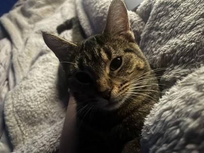 Nutmegg — thumbnail 2