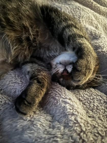 Nutmegg — thumbnail 3