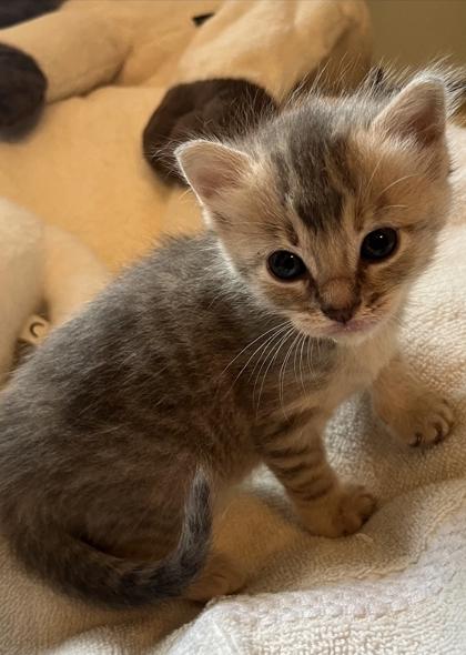 Enlarge Huzbah at PetSmart in Athens, GA, an adopted Domestic Short Hair in Bishop, GA image 2/2