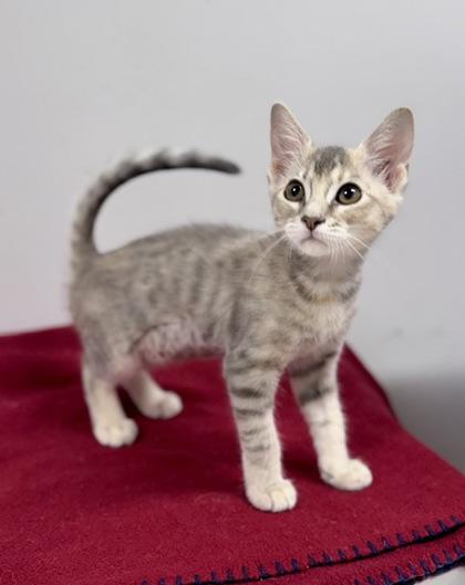 Enlarge Huzbah at PetSmart in Athens, GA, an adopted Domestic Short Hair in Bishop, GA image 1/2