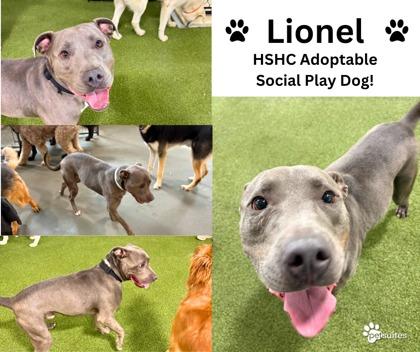 Enlarge Lionel, a Adoptable mixed breed in Fishers, IN image 1/3