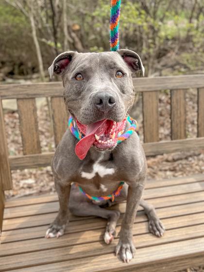 Enlarge Lionel, a Adoptable mixed breed in Fishers, IN image 2/3
