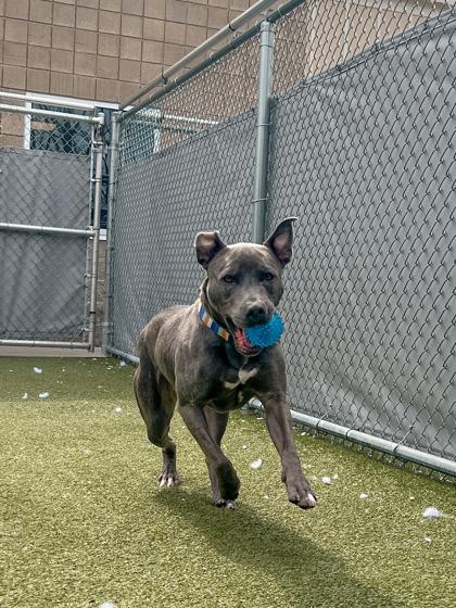 Enlarge Lionel, a Adoptable mixed breed in Fishers, IN image 3/3