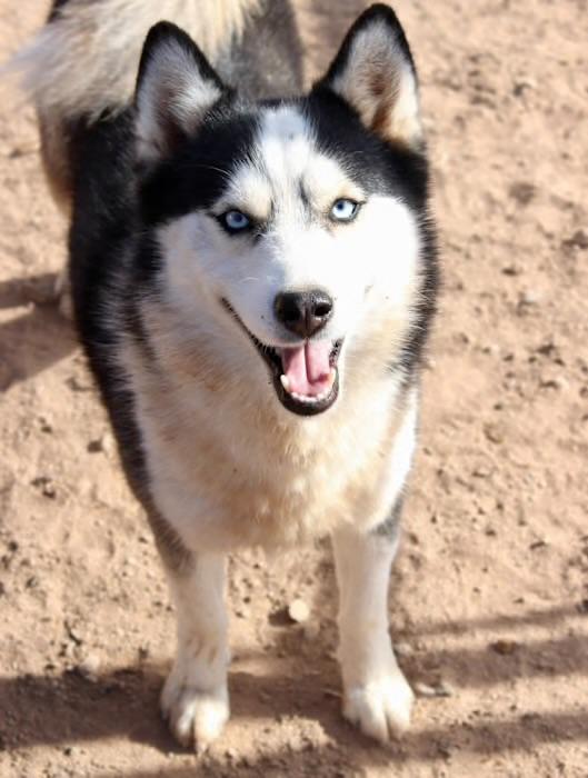 Mojo, Adoptable, Young Male Pomsky.