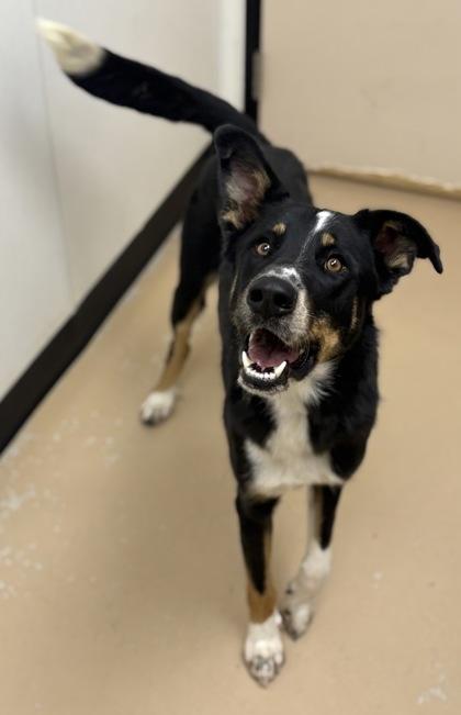 Spencer, Adoptable, Adult Male Border Collie & Mixed Breed.