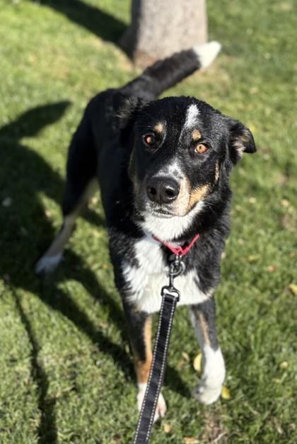 Enlarge Spencer, a Adoptable mixed breed in Phoenix, AZ image 2/3