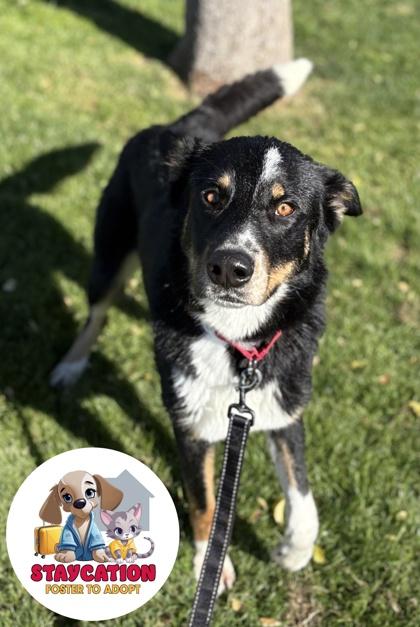 Enlarge Spencer, a Adoptable mixed breed in Phoenix, AZ image 3/3