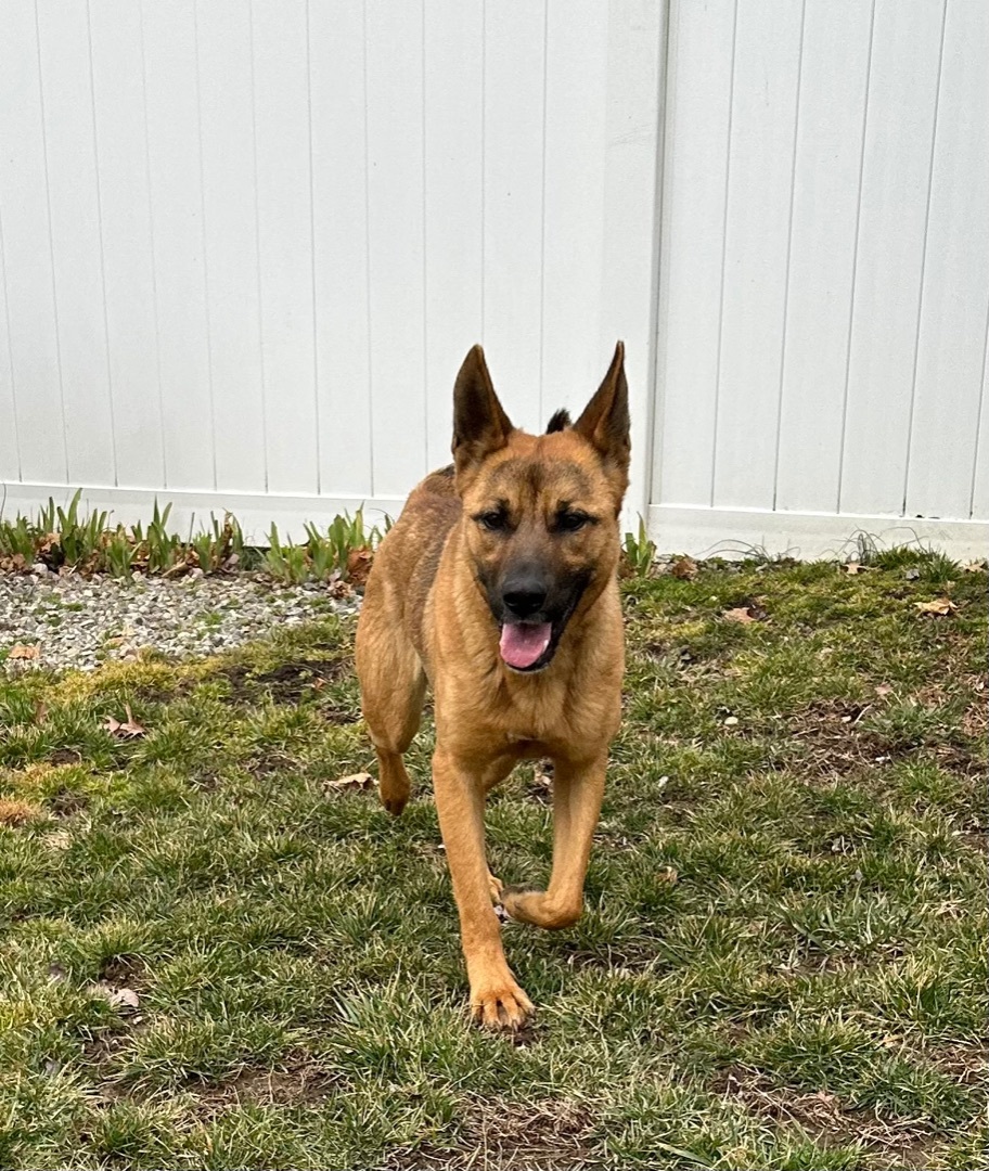 Kobe, Adopted, Young Female Shepherd & Labrador Retriever.