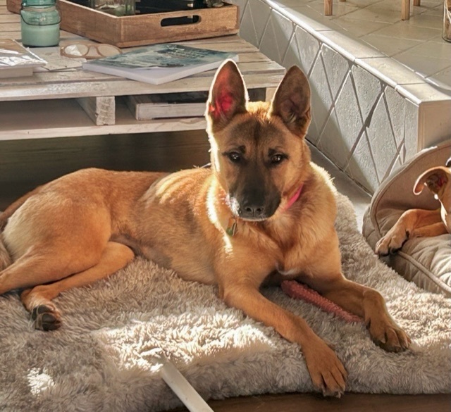 Enlarge Kobe, a Adopted mixed breed in Stamford, CT image 2/8