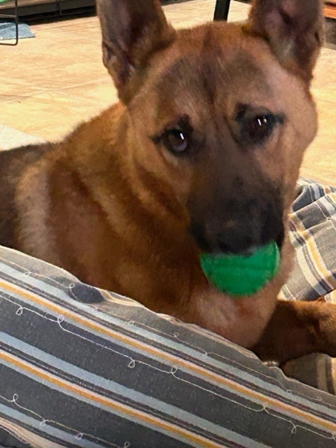 Enlarge Kobe, a Adopted mixed breed in Stamford, CT image 3/8