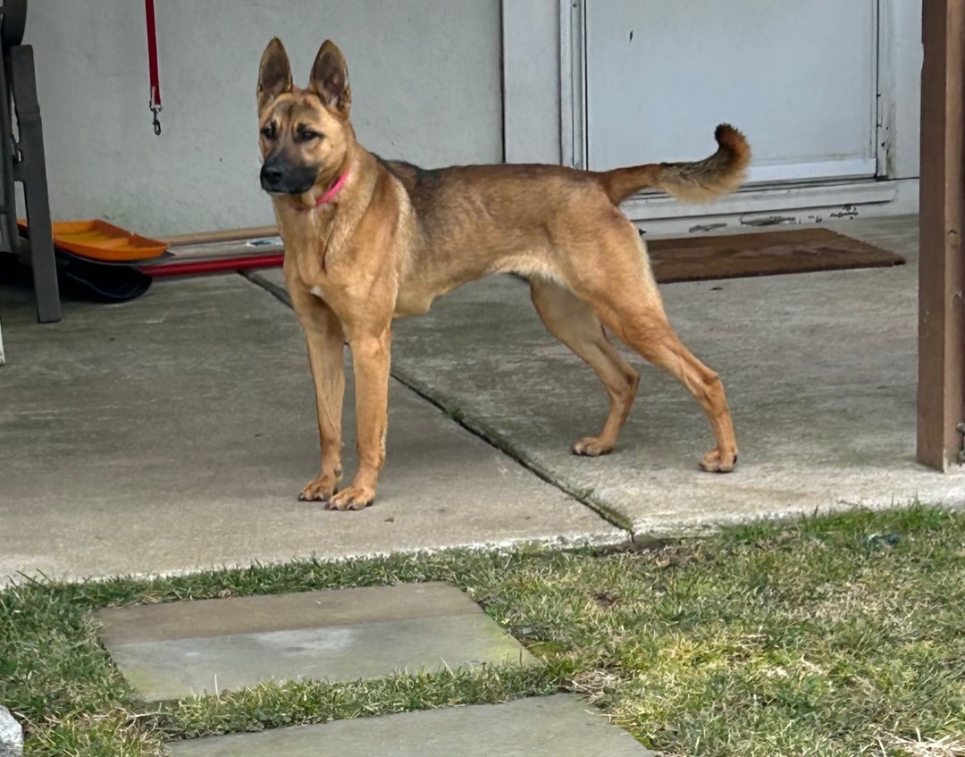 Enlarge Kobe, a Adopted mixed breed in Stamford, CT image 4/8
