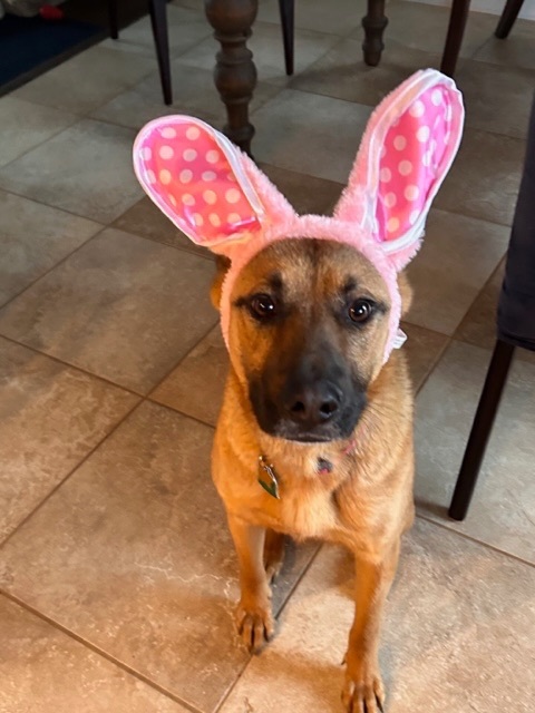 Enlarge Kobe, a Adopted mixed breed in Stamford, CT image 5/8