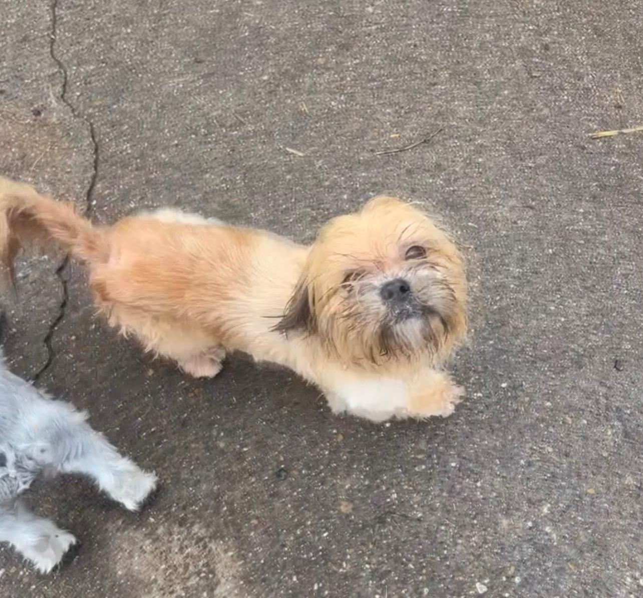 Merlin, adopted, Young Male Shih Tzu.