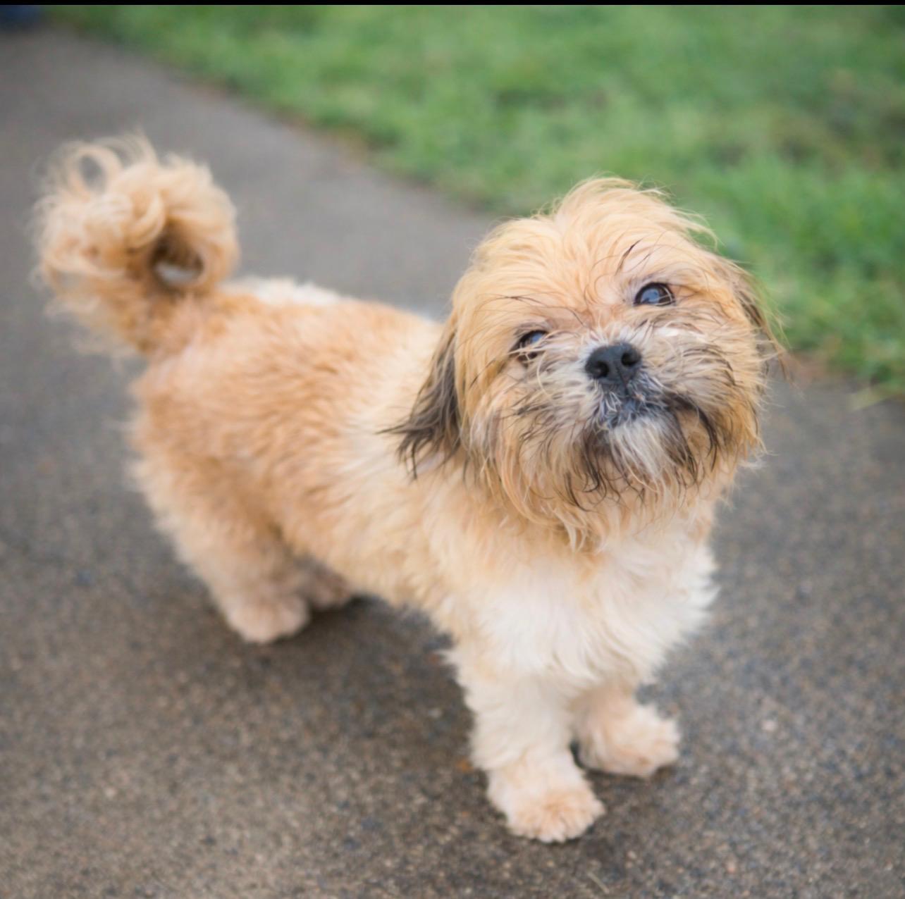 Merlin, an adopted Shih Tzu in Dallas, TX image 3/3