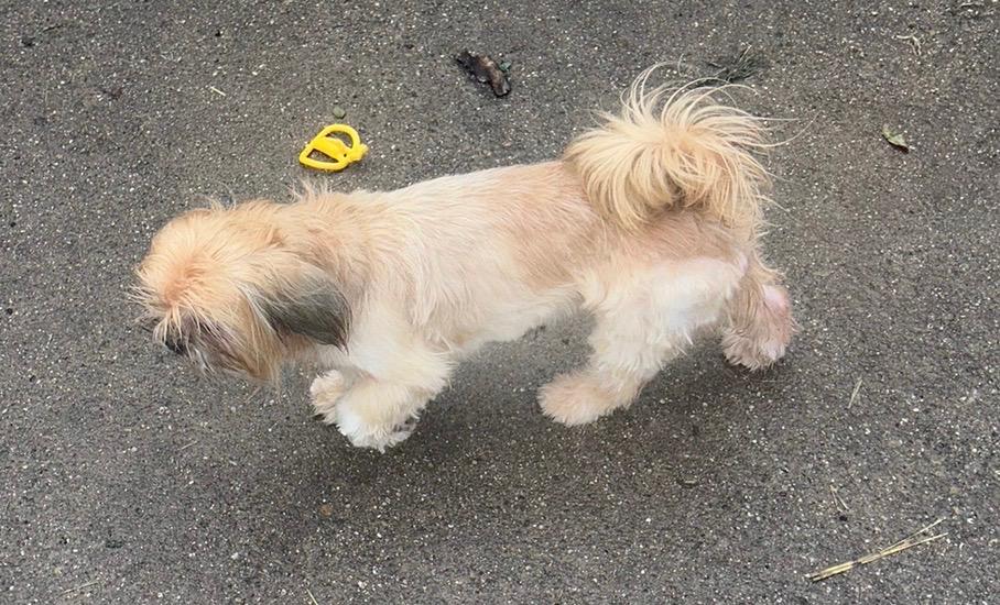 Merlin, an adopted Shih Tzu in Dallas, TX image 2/3