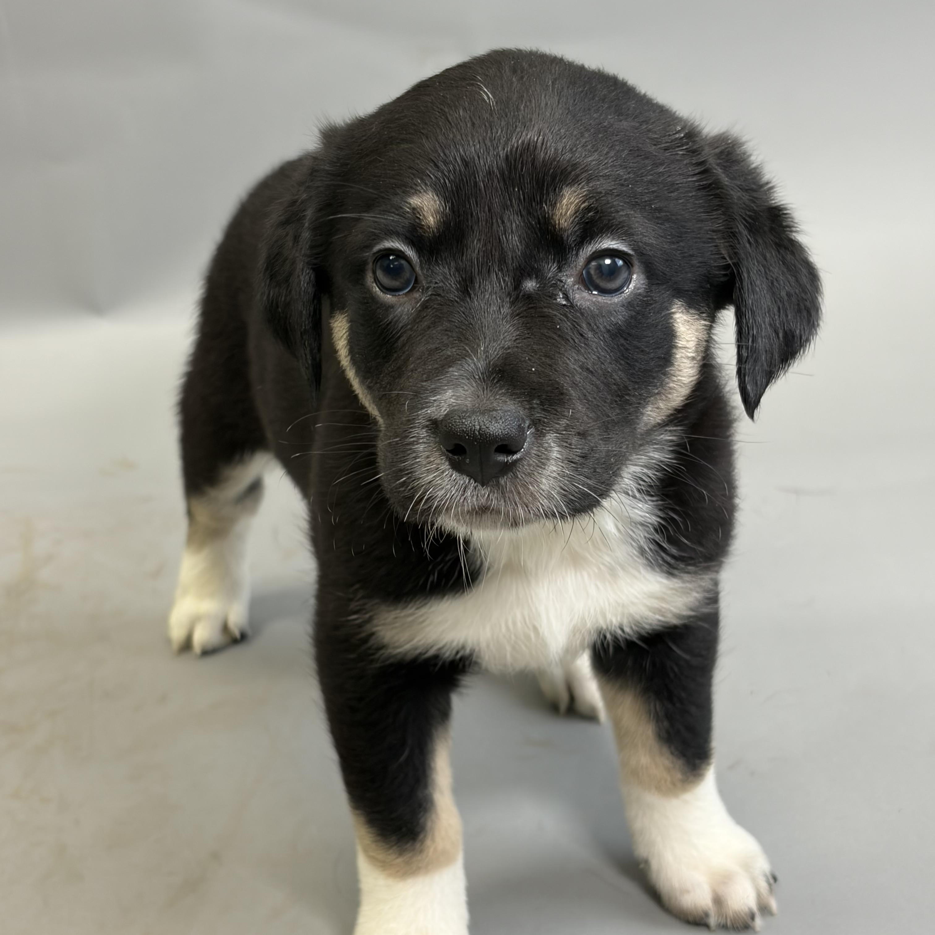 Sammi, ADOPTABLE, Puppy Female Australian Kelpie.