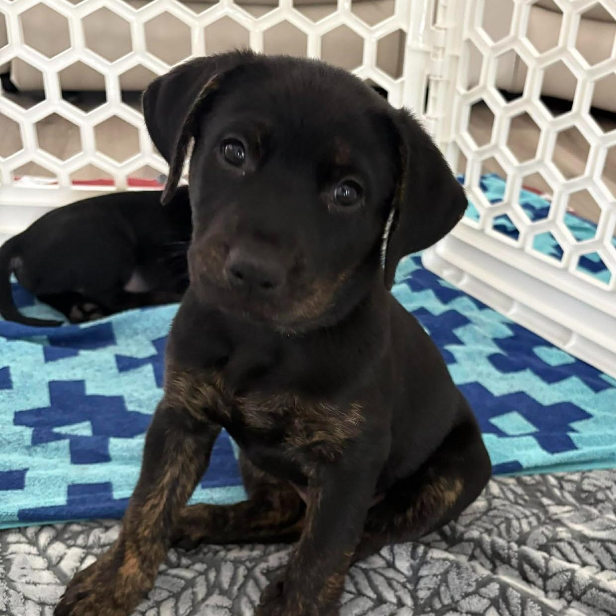 Enlarge Frankie, an adopted mixed breed in Myrtle Beach, SC image 1/3