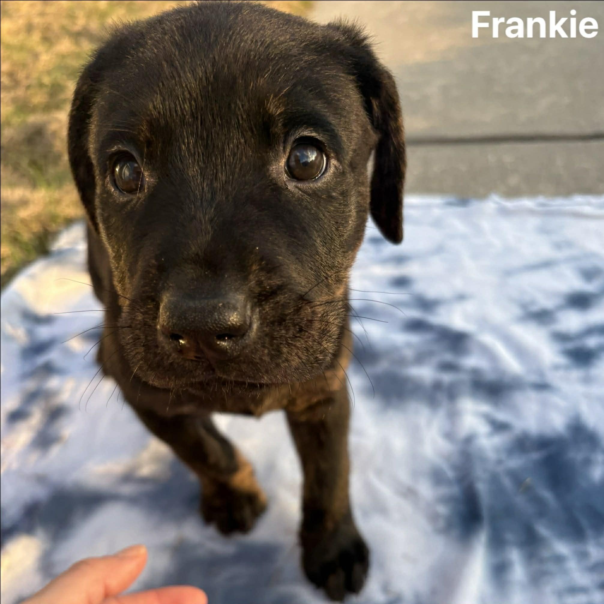 Enlarge Frankie, an adopted mixed breed in Myrtle Beach, SC image 3/3