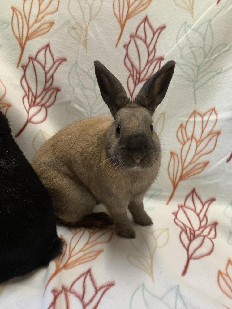 Pauline (Bonded to Francine), Adoptable, Adult Female Havana.