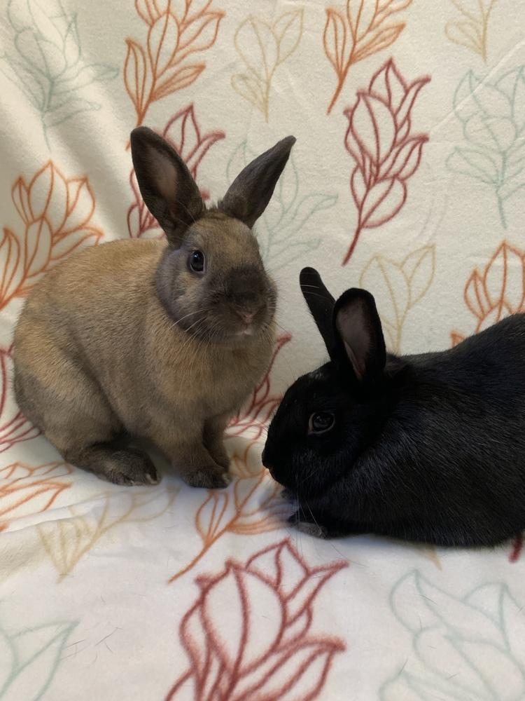 Enlarge Pauline (Bonded to Francine), a Adoptable mixed breed in Gainesville, FL image 3/3