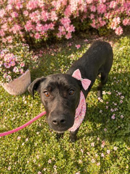 Enlarge Nixie, a Adoptable mixed breed in Malvern, PA image 1/1